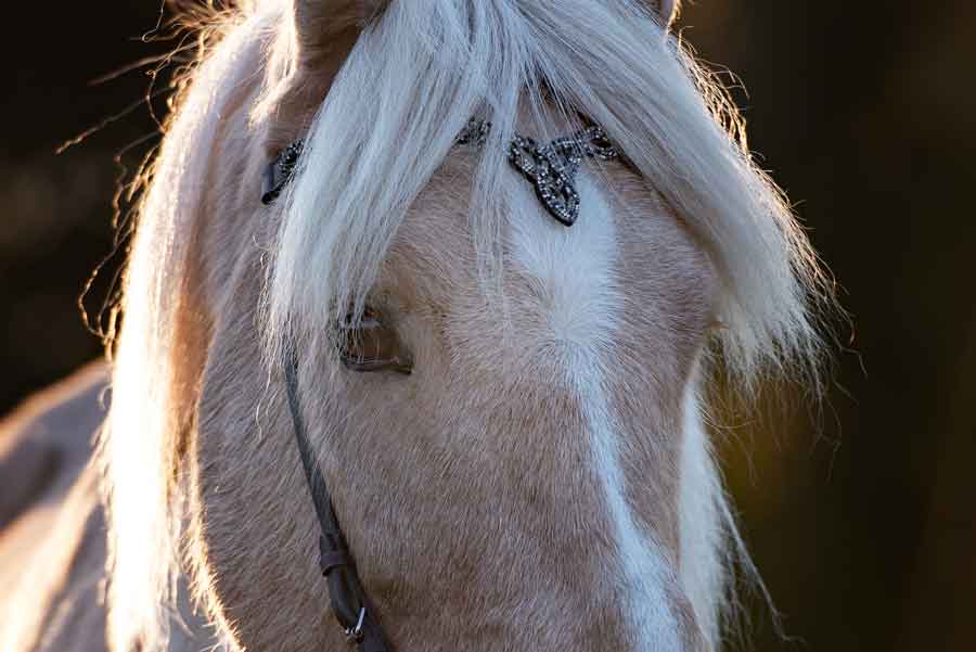 Islandpferd im Abendlicht