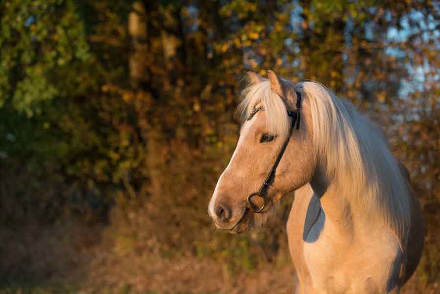 Islandpferd im Abendlicht