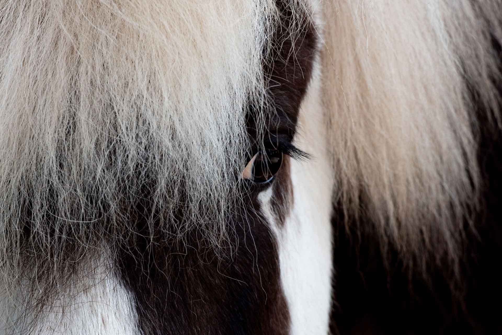 Blicke eines PFerdes / Schecke