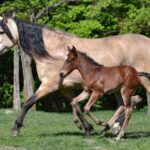 Stute (erdfarben/Buckskin) mit Fohlen