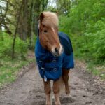 Pferd in einer blauen Decke