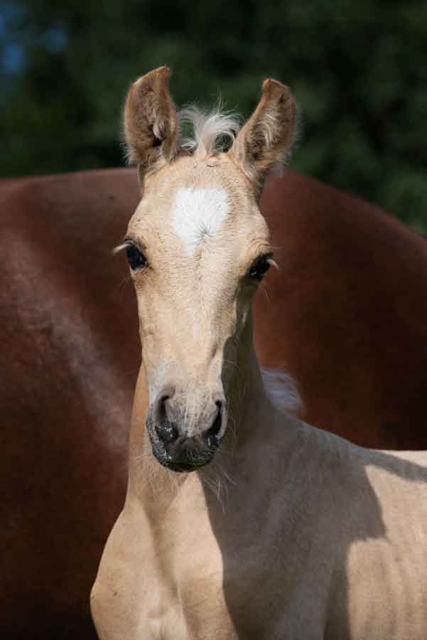 Fohlen mit großem Stern (Palomino)